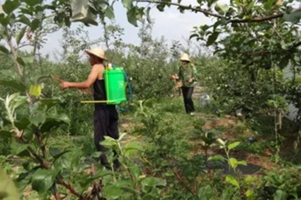 果树要施哪种肥料，花果期主施氮磷钾复合肥