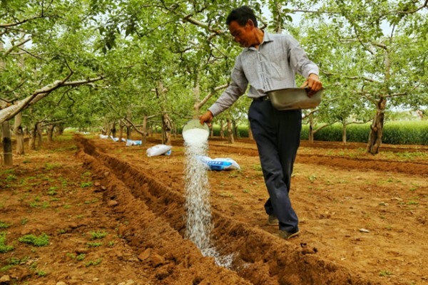 果树要施哪种肥料，花果期主施氮磷钾复合肥