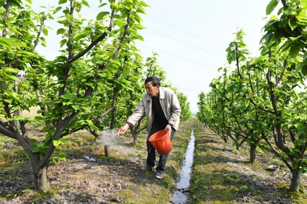 果树要施哪种肥料，花果期主施氮磷钾复合肥