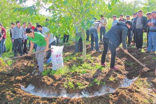 果树要施哪种肥料，花果期主施氮磷钾复合肥