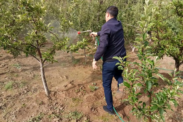 果树要施哪种肥料，花果期主施氮磷钾复合肥