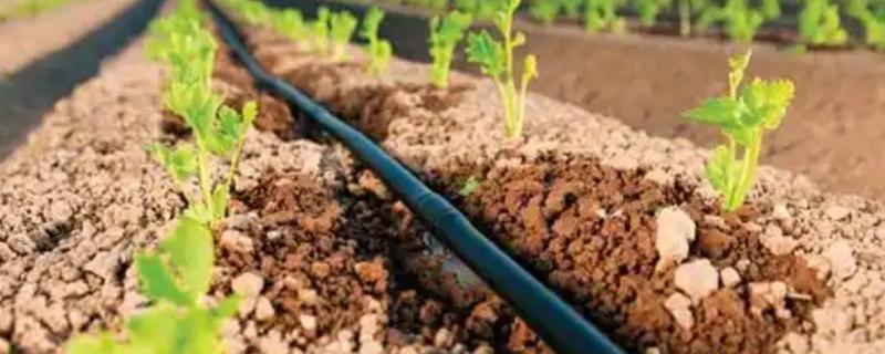 滴灌技术有什么优点，能起到节水、节肥、节能等作用