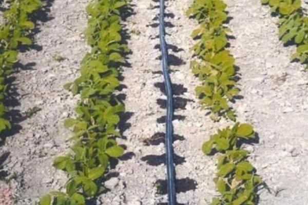 滴灌技术有什么优点,能起到节水、节肥、节能等作用