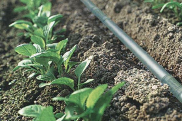 滴灌技术有什么优点,能起到节水、节肥、节能等作用