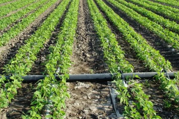 滴灌技术有什么优点,能起到节水、节肥、节能等作用