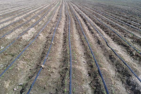 滴灌技术有什么优点,能起到节水、节肥、节能等作用