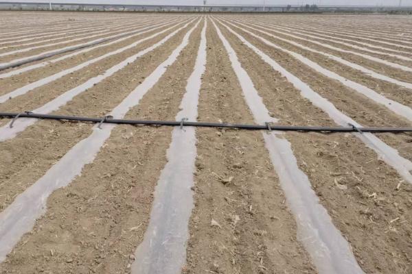 滴灌技术有什么优点,能起到节水、节肥、节能等作用