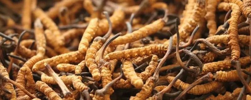 养殖的冬虫夏草和野生的区别,形状和营养成分均不同