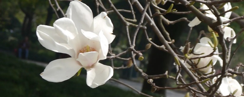 白玉兰简介，是常见的园林观赏植物