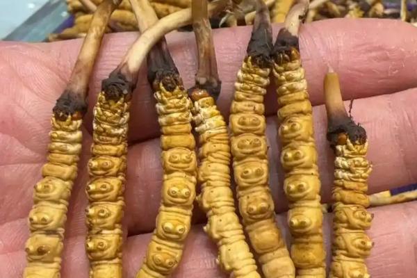 养殖的冬虫夏草和野生的区别，形状和营养成分均不同