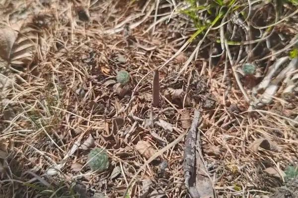 养殖的冬虫夏草和野生的区别，形状和营养成分均不同
