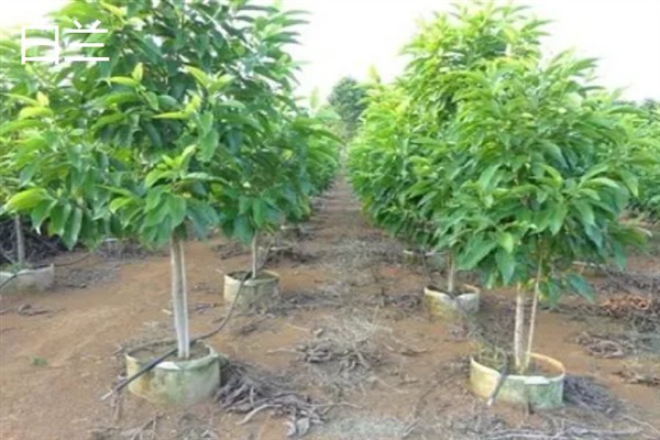 白玉兰简介,是常见的园林观赏植物