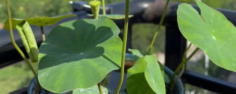 冬天能不能种植碗莲，气温较低种子难以发芽