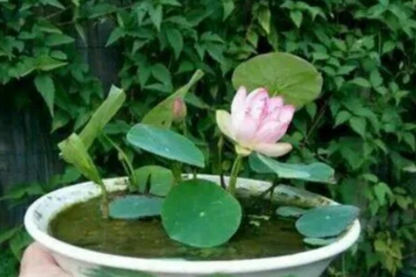 冬天能不能种植碗莲，气温较低种子难以发芽