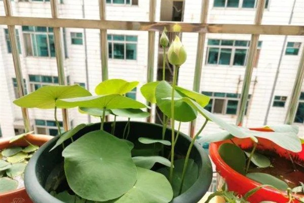 冬天能不能种植碗莲，气温较低种子难以发芽