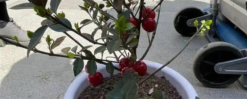 樱桃树的养护方法，勤施薄肥能让枝叶更繁茂
