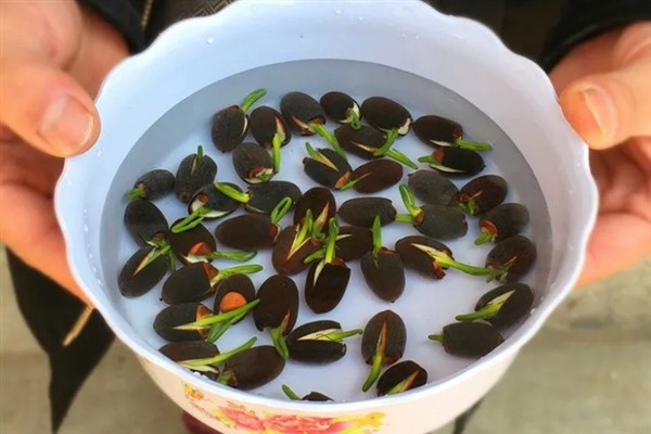 冬天能不能种植碗莲，气温较低种子难以发芽