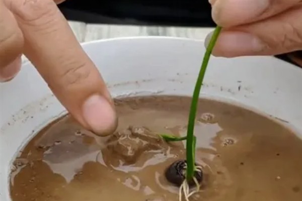 冬天能不能种植碗莲，气温较低种子难以发芽