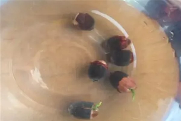 冬天能不能种植碗莲，气温较低种子难以发芽