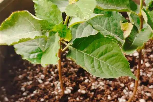 樱桃树的养护方法，勤施薄肥能让枝叶更繁茂