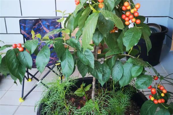 樱桃树的养护方法，勤施薄肥能让枝叶更繁茂