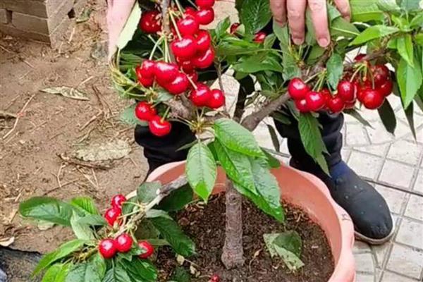 樱桃树的养护方法，勤施薄肥能让枝叶更繁茂
