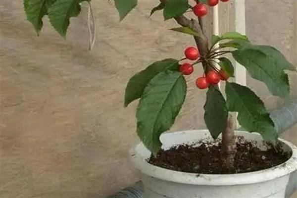 樱桃树的养护方法，勤施薄肥能让枝叶更繁茂