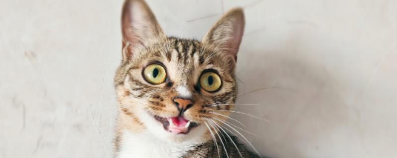猫咪多久洗一次澡，夏季一到两个月洗一次