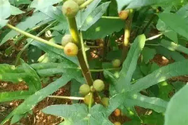 五指毛桃的种植方法，在移栽完成后需浇透水