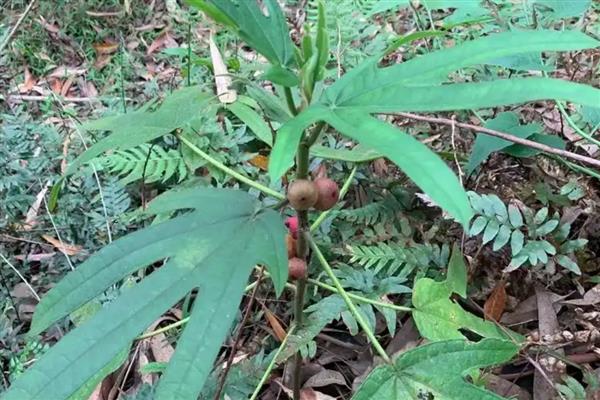 五指毛桃的种植方法，在移栽完成后需浇透水