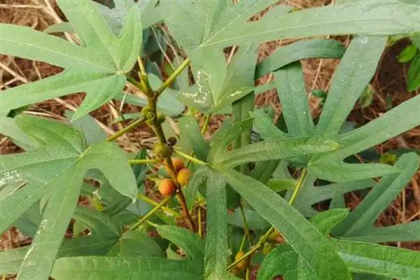 五指毛桃的种植方法，在移栽完成后需浇透水