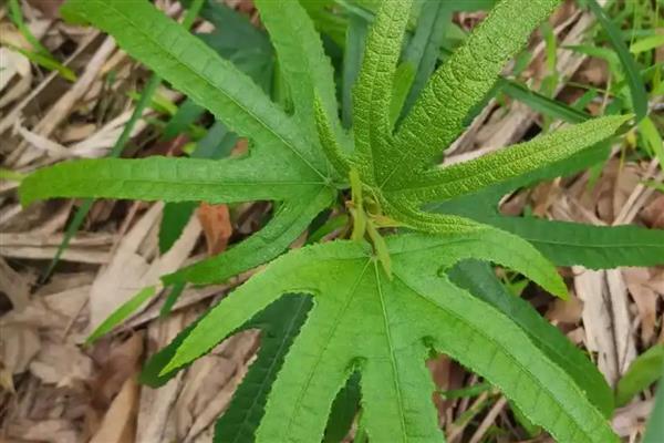五指毛桃的种植方法，在移栽完成后需浇透水