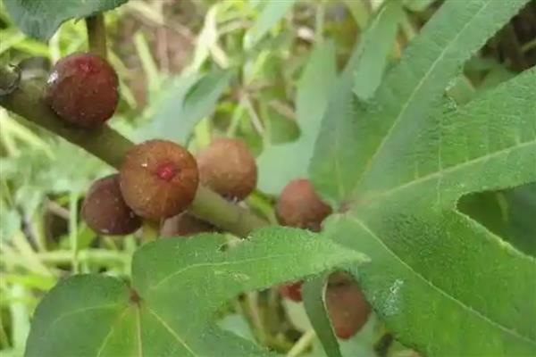 五指毛桃的种植方法，在移栽完成后需浇透水