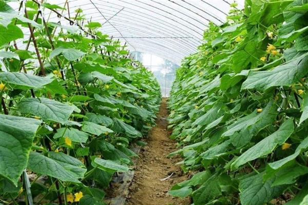 黄瓜怎么管理，种植后要为其覆盖一层地膜