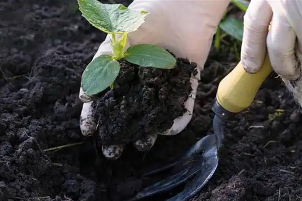 黄瓜怎么管理，种植后要为其覆盖一层地膜