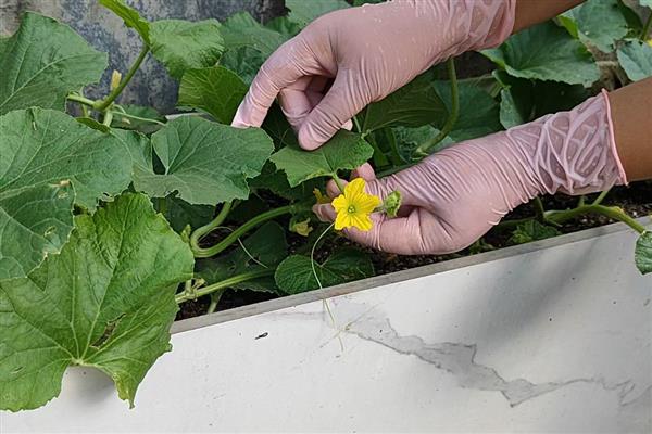 甜瓜为什么出现歪瓜，大多是授粉不良、温度不均、坐瓜太多等因素引起