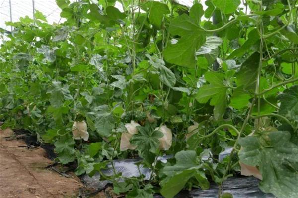 甜瓜为什么出现歪瓜，大多是授粉不良、温度不均、坐瓜太多等因素引起