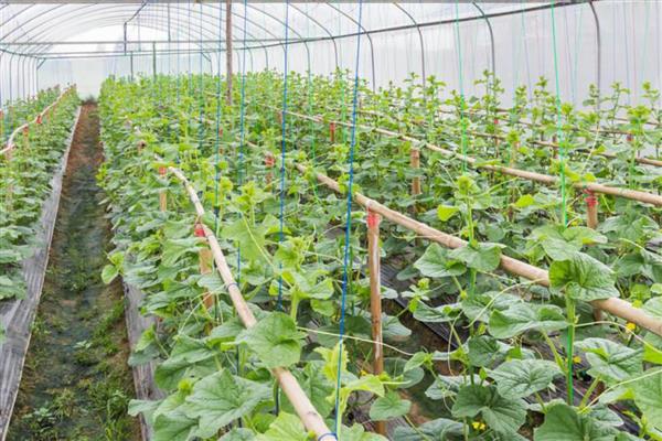 甜瓜为什么出现歪瓜，大多是授粉不良、温度不均、坐瓜太多等因素引起