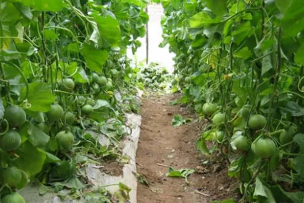 甜瓜为什么出现歪瓜，大多是授粉不良、温度不均、坐瓜太多等因素引起