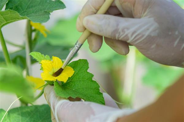 甜瓜为什么出现歪瓜，大多是授粉不良、温度不均、坐瓜太多等因素引起