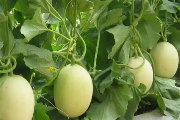 甜瓜为什么出现歪瓜，大多是授粉不良、温度不均、坐瓜太多等因素引起