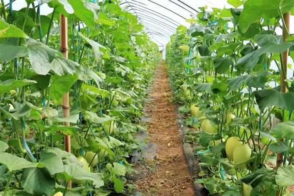 甜瓜为什么出现歪瓜，大多是授粉不良、温度不均、坐瓜太多等因素引起