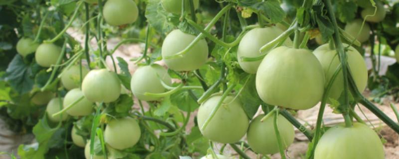 甜瓜为什么出现歪瓜，大多是授粉不良、温度不均、坐瓜太多等因素引起