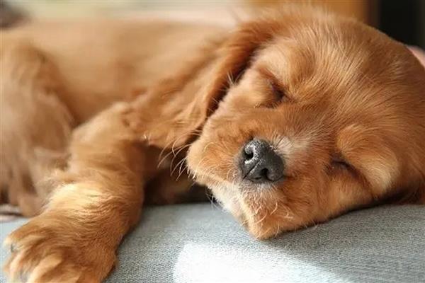 狗狗突发高热的原因，可能是感染犬瘟热、犬细小病毒等因素所致