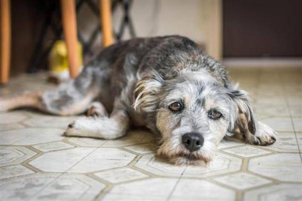 狗狗突发高热的原因，可能是感染犬瘟热、犬细小病毒等因素所致