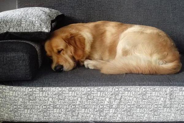 狗狗突发高热的原因，可能是感染犬瘟热、犬细小病毒等因素所致