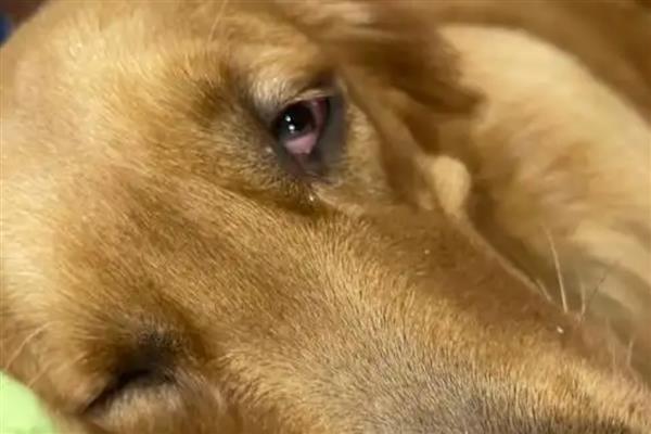 狗狗突发高热的原因，可能是感染犬瘟热、犬细小病毒等因素所致