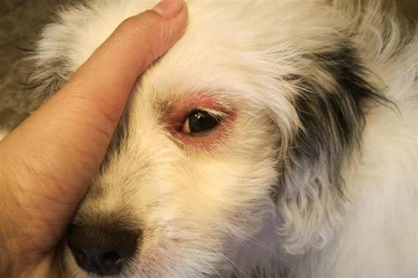 狗狗突发高热的原因，可能是感染犬瘟热、犬细小病毒等因素所致