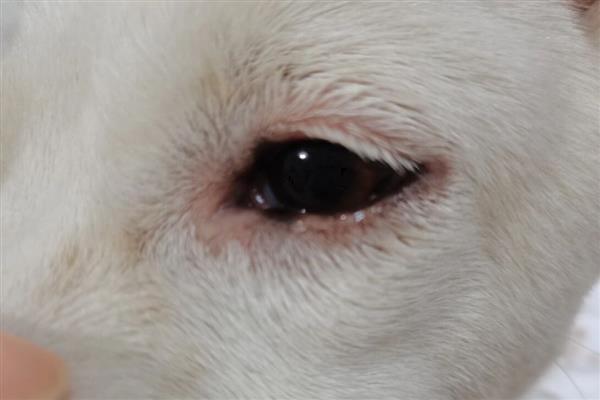 狗狗突发高热的原因，可能是感染犬瘟热、犬细小病毒等因素所致