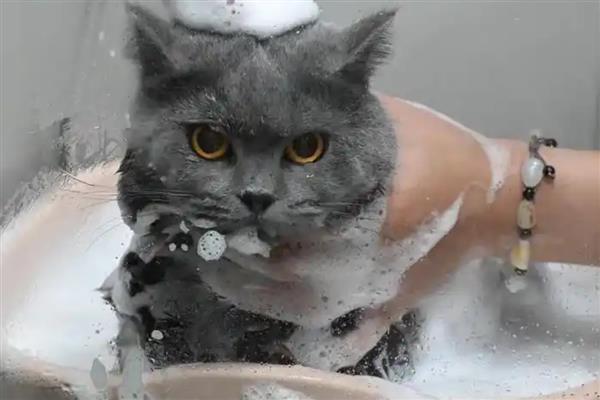 猫咪多久洗一次澡，夏季一到两个月洗一次